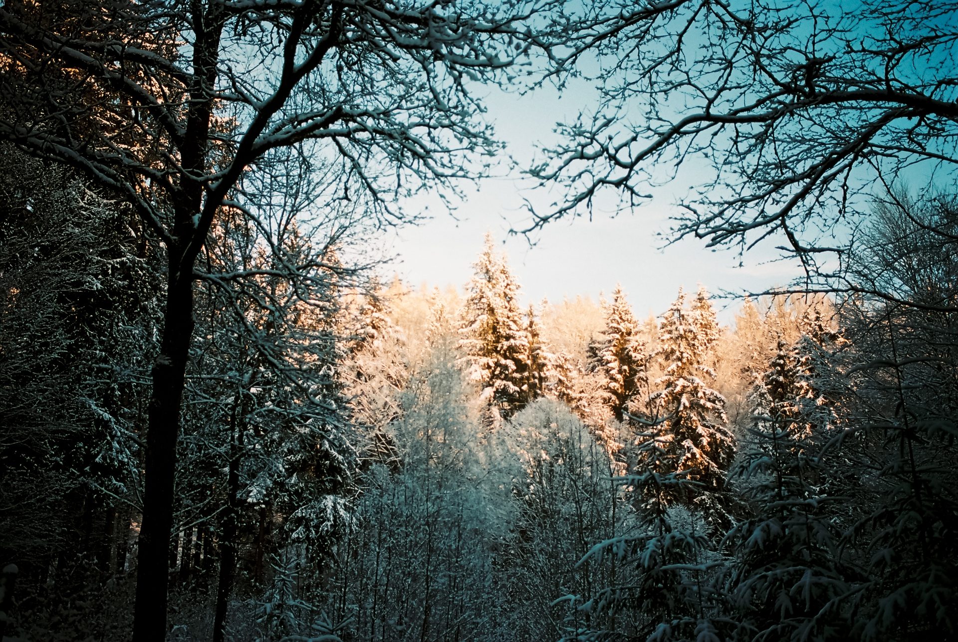 Wald