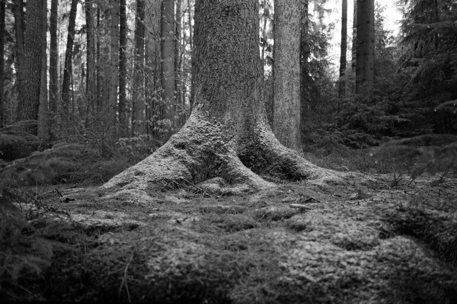 Leica M6 | Leica Elmarit 28 | Rollei Retro 400 Digitized with Sony A7 | Valoi 35 Easy Home developed in HC-110 B | 06:30 | Ilford Negative Lab Pro v3.1.1 | Color Model: B+W | Pre-Sat: 3 | Tone Profile: Linear + Gamma | WB: None | LUT: Frontier