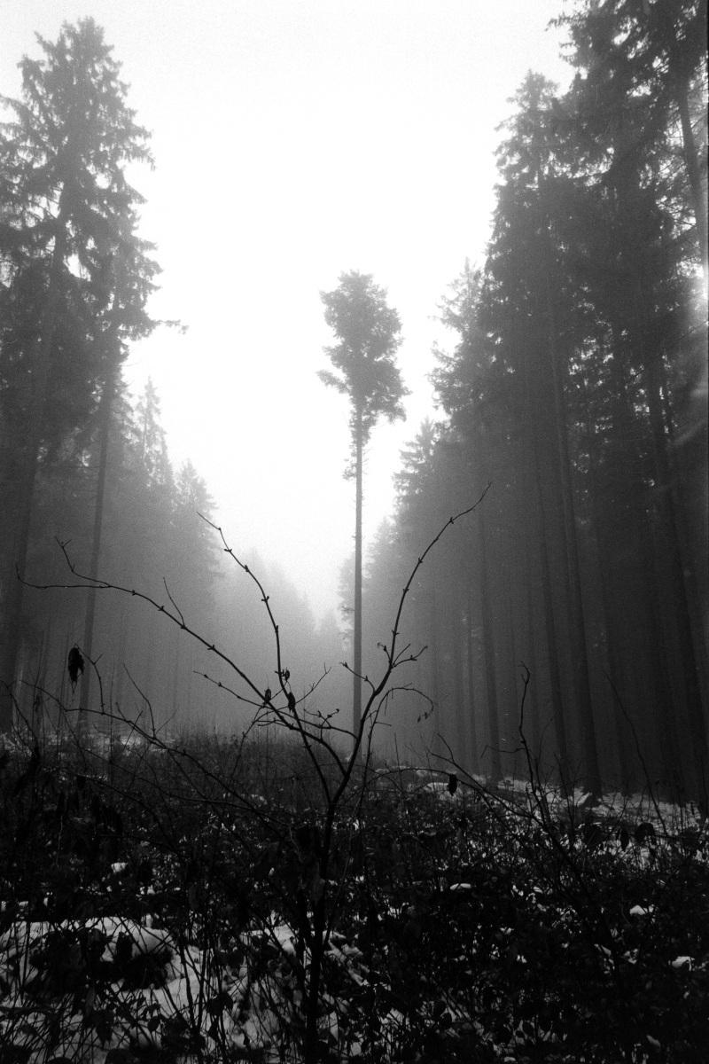 Leica M6 | Leica Elmarit 28 | Rollei Retro 400 Digitized with Sony A7 | Valoi 35 Easy Home developed in HC-110 B | 06:30 | Ilford Negative Lab Pro v3.1.1 | Color Model: B+W | Pre-Sat: 3 | Tone Profile: Linear + Gamma | WB: None | LUT: Frontier