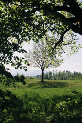 20250519-R1-03218-031A-analog-Canon-A1-film-frontier-fujifilm-Kodak-Colorplus-sp3000-urbanfilmlab-www.urbanfilmlab.com_