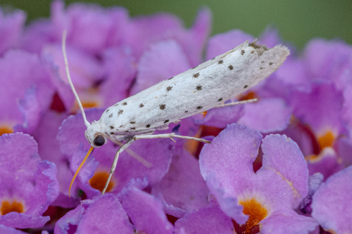 20240804-DSC03465