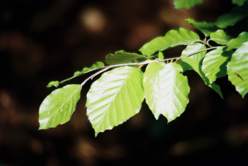 20250519-R1-03218-010A-analog-Canon-A1-film-frontier-fujifilm-Kodak-Colorplus-sp3000-urbanfilmlab-www.urbanfilmlab.com_