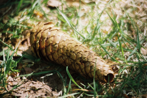 20250519-R1-03218-026A-analog-Canon-A1-film-frontier-fujifilm-Kodak-Colorplus-sp3000-urbanfilmlab-www.urbanfilmlab.com_