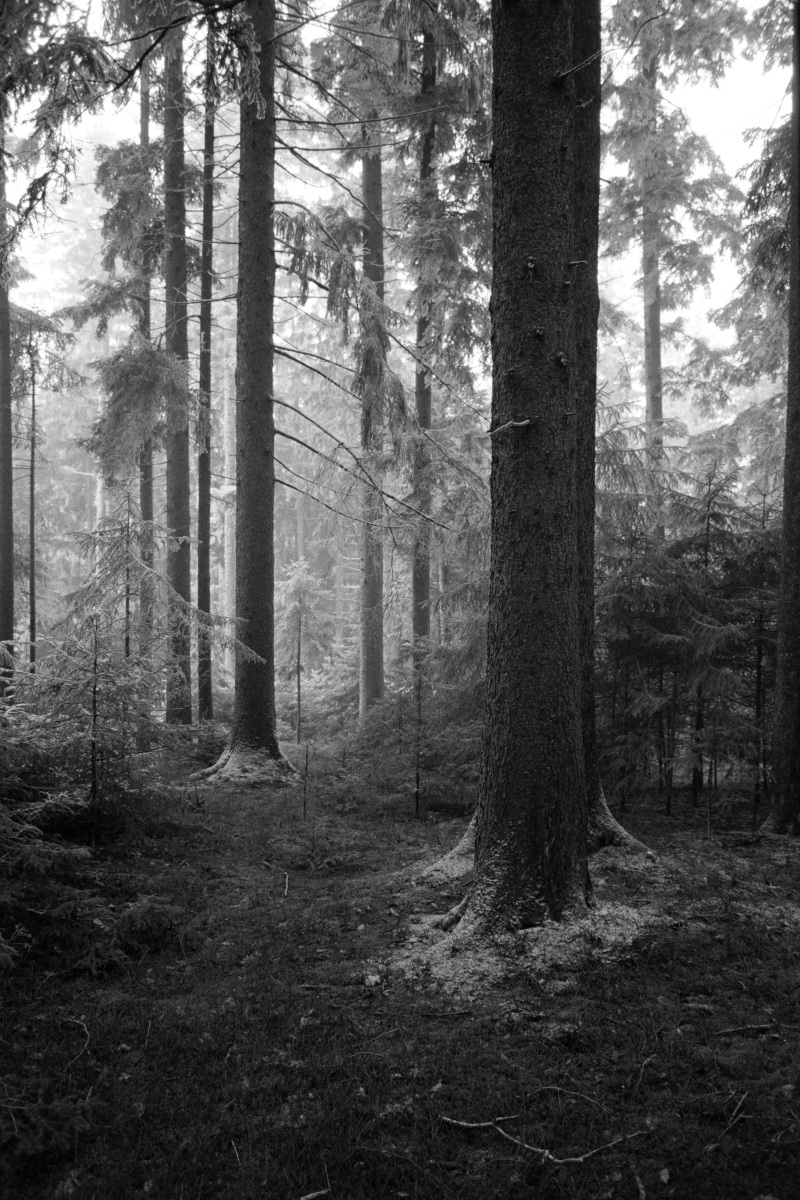 Leica M6 | Leica Elmarit 28 | Rollei Retro 400 Digitized with Sony A7 | Valoi 35 Easy Home developed in HC-110 B | 06:30 | Ilford Negative Lab Pro v3.1.1 | Color Model: B+W | Pre-Sat: 3 | Tone Profile: Linear + Gamma | WB: None | LUT: Frontier