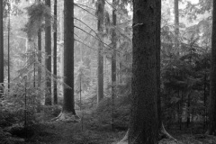 Leica M6 | Leica Elmarit 28 | Rollei Retro 400 Digitized with Sony A7 | Valoi 35 Easy Home developed in HC-110 B | 06:30 | Ilford Negative Lab Pro v3.1.1 | Color Model: B+W | Pre-Sat: 3 | Tone Profile: Linear + Gamma | WB: None | LUT: Frontier