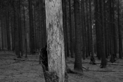 Leica M6 | Leica Elmarit 28 | Rollei Retro 400 Digitized with Sony A7 | Valoi 35 Easy Home developed in HC-110 B | 06:30 | Ilford Negative Lab Pro v3.1.1 | Color Model: B+W | Pre-Sat: 3 | Tone Profile: Linear + Gamma | WB: None | LUT: Frontier