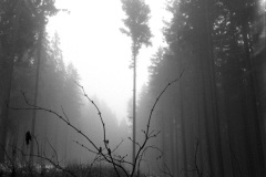 Leica M6 | Leica Elmarit 28 | Rollei Retro 400 Digitized with Sony A7 | Valoi 35 Easy Home developed in HC-110 B | 06:30 | Ilford Negative Lab Pro v3.1.1 | Color Model: B+W | Pre-Sat: 3 | Tone Profile: Linear + Gamma | WB: None | LUT: Frontier