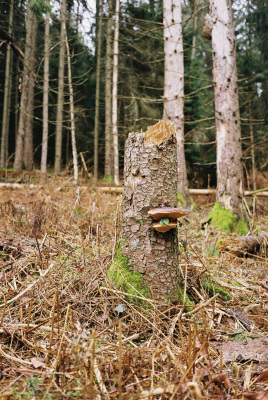 20250410-R1-02663-0002-analog-film-frontier-fujifilm-Kodak-Colorplus-Leica-mp-sp3000-Summilux-35-urbanfilmlab-www.urbanfilmlab.com_