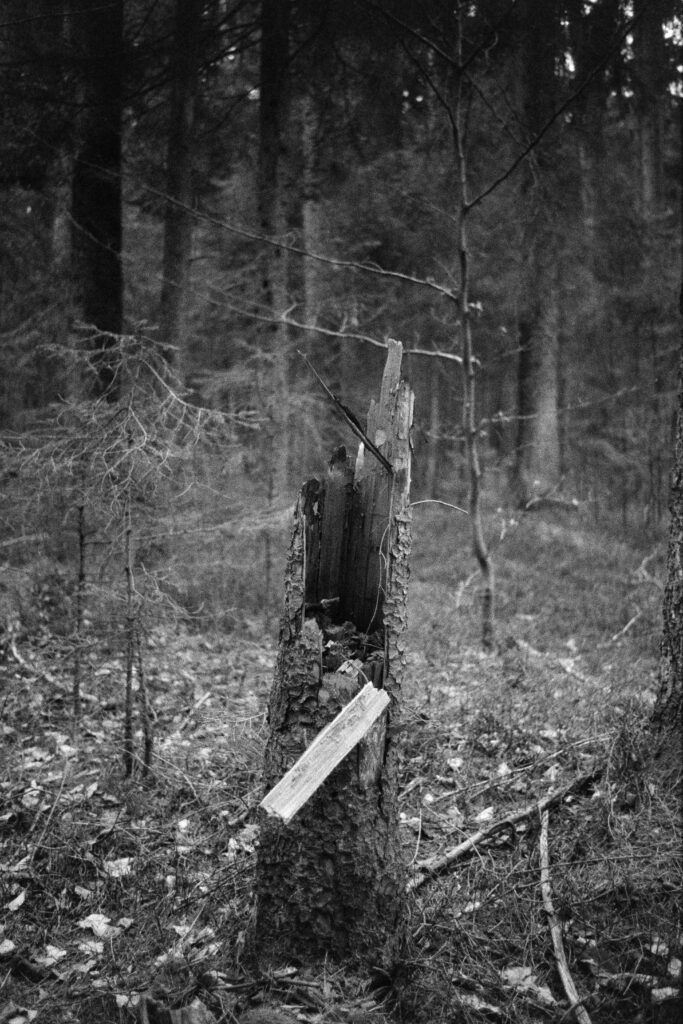 Baumstümpfe im Wald
