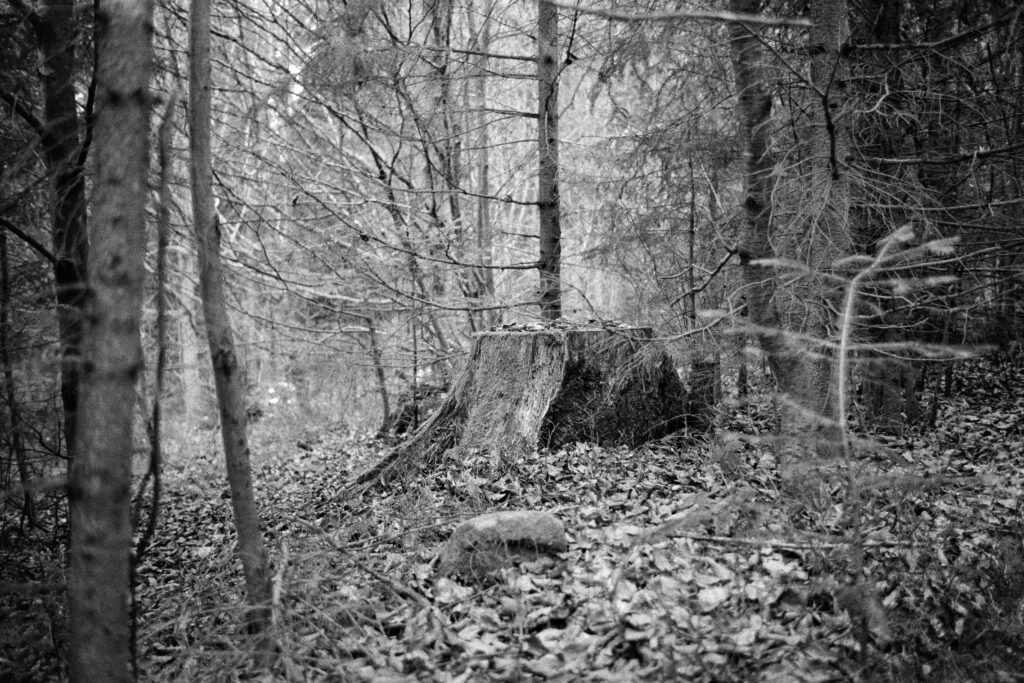 Baumstümpfe im Wald
