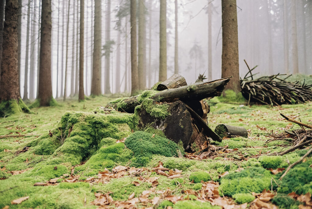 Baumstümpfe im Wald
