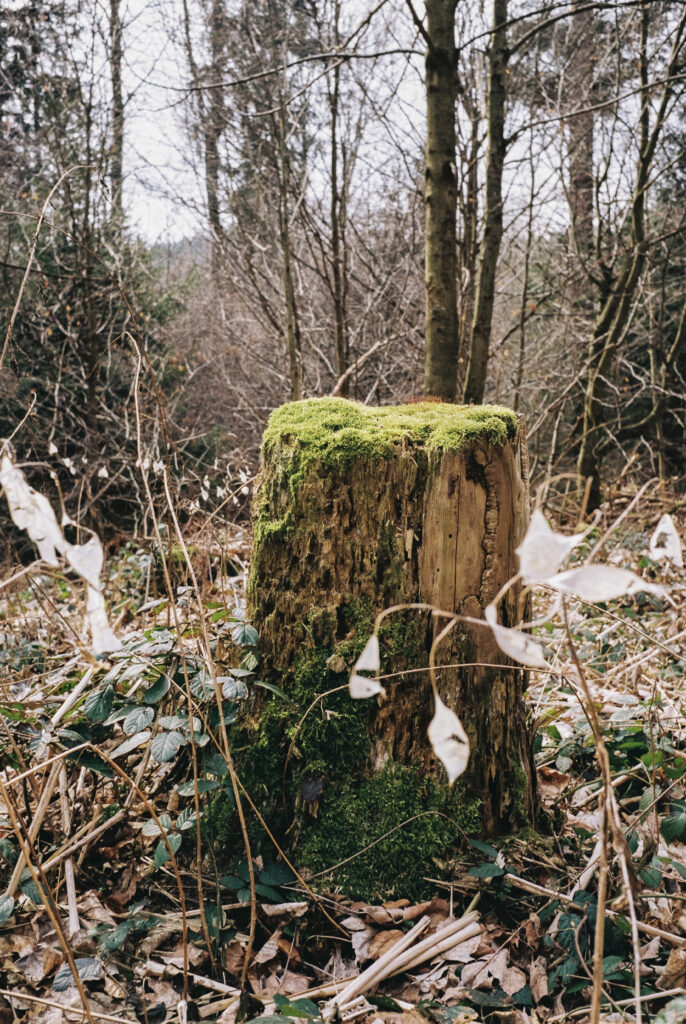 Baumstümpfe im Wald
